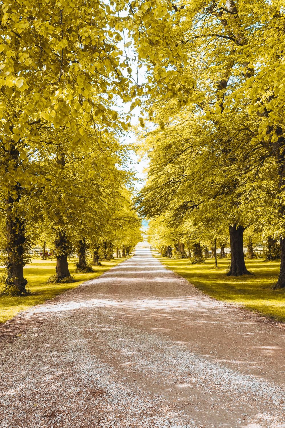 Avenue of trees surrounding the Chichley Hall driveway