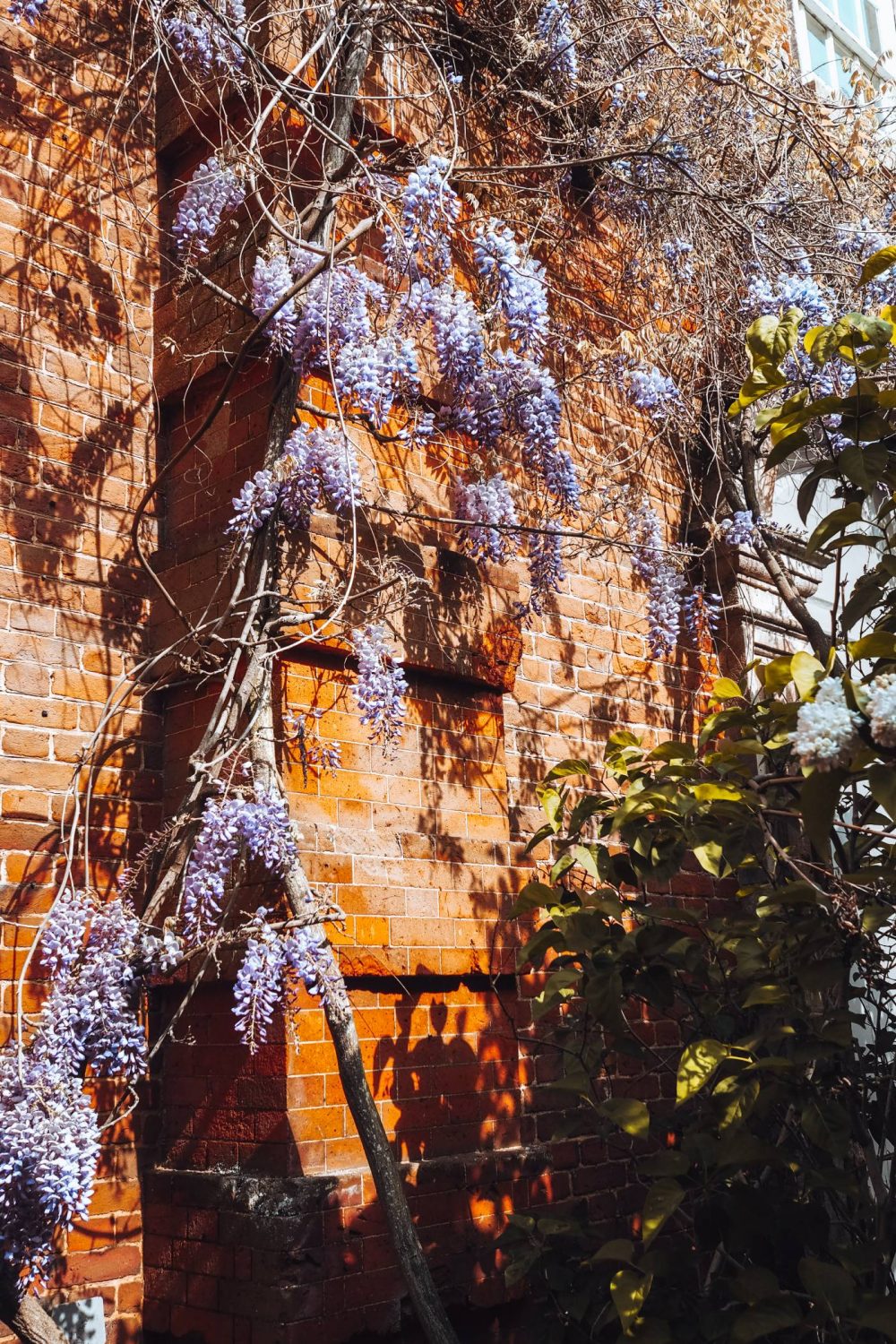Purple wisteria in front of a redbrick wall