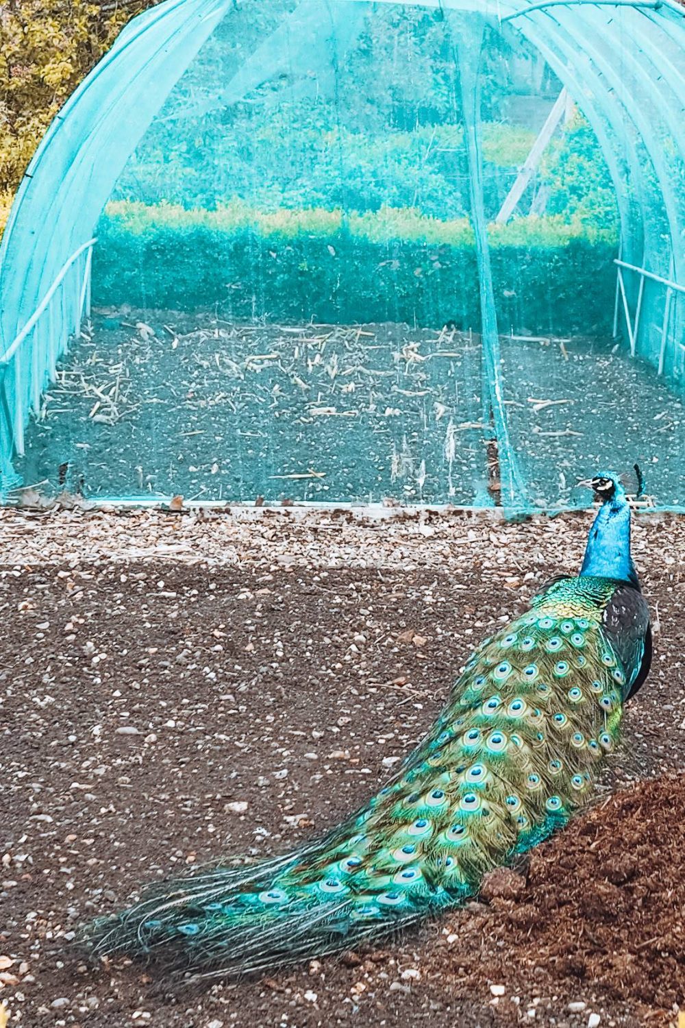 A peacock with his tail down
