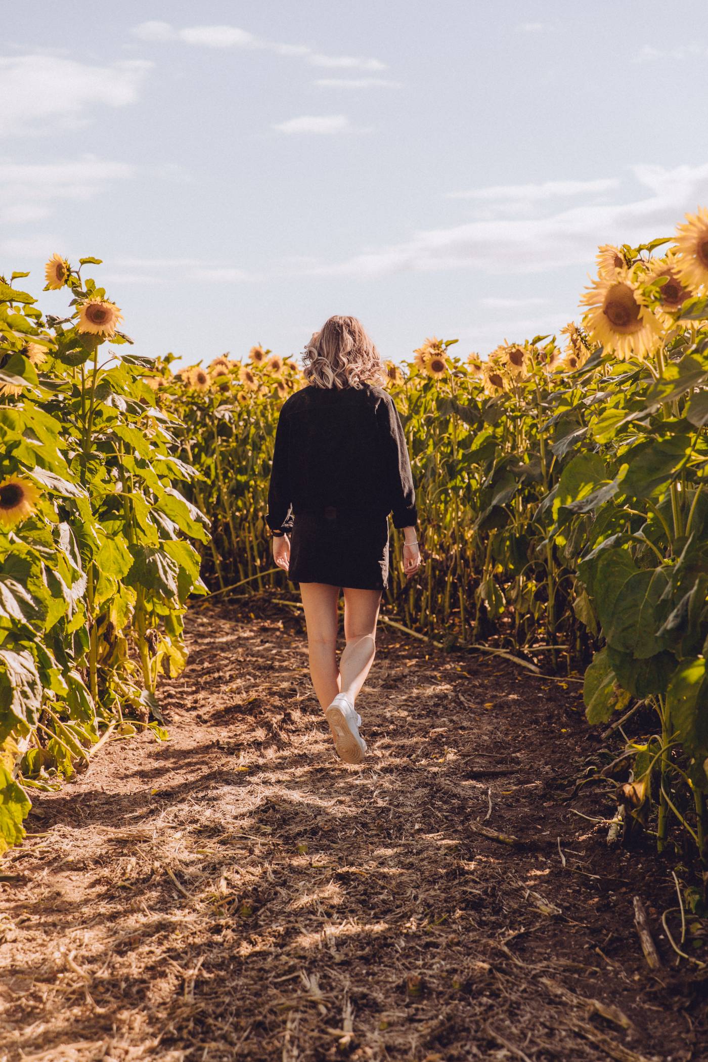 Where to find Sunflowers in Milton Keynes Sophie etc.®